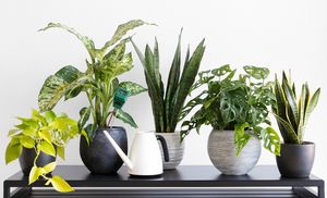 Happy Healthy Housep